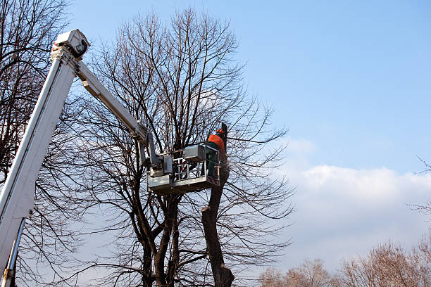 How Our Tree Care Process Works  in  Clinton, LA